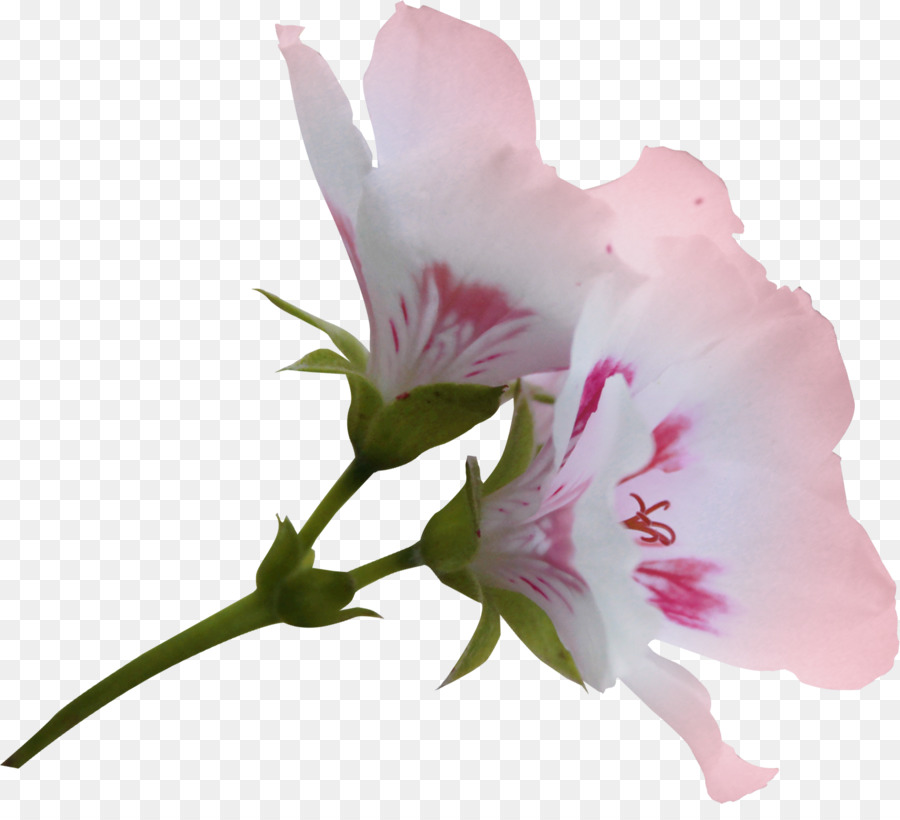 Fleurs Roses，Fleurs PNG