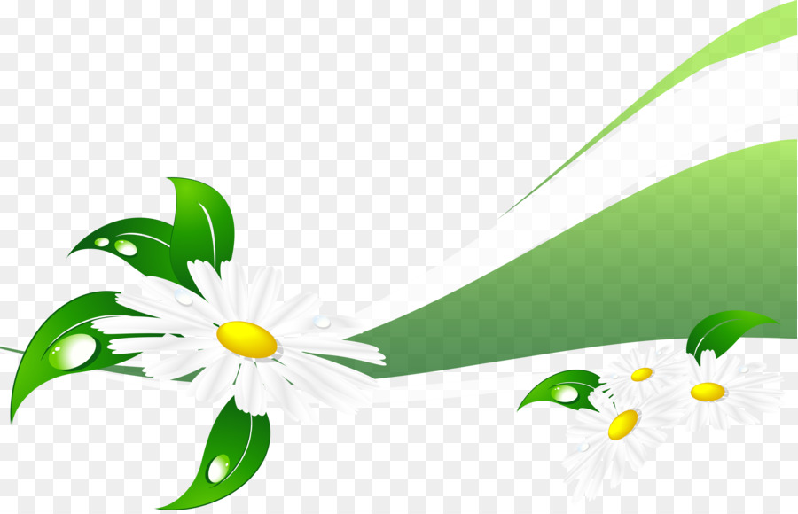 Marguerites，Blanc PNG