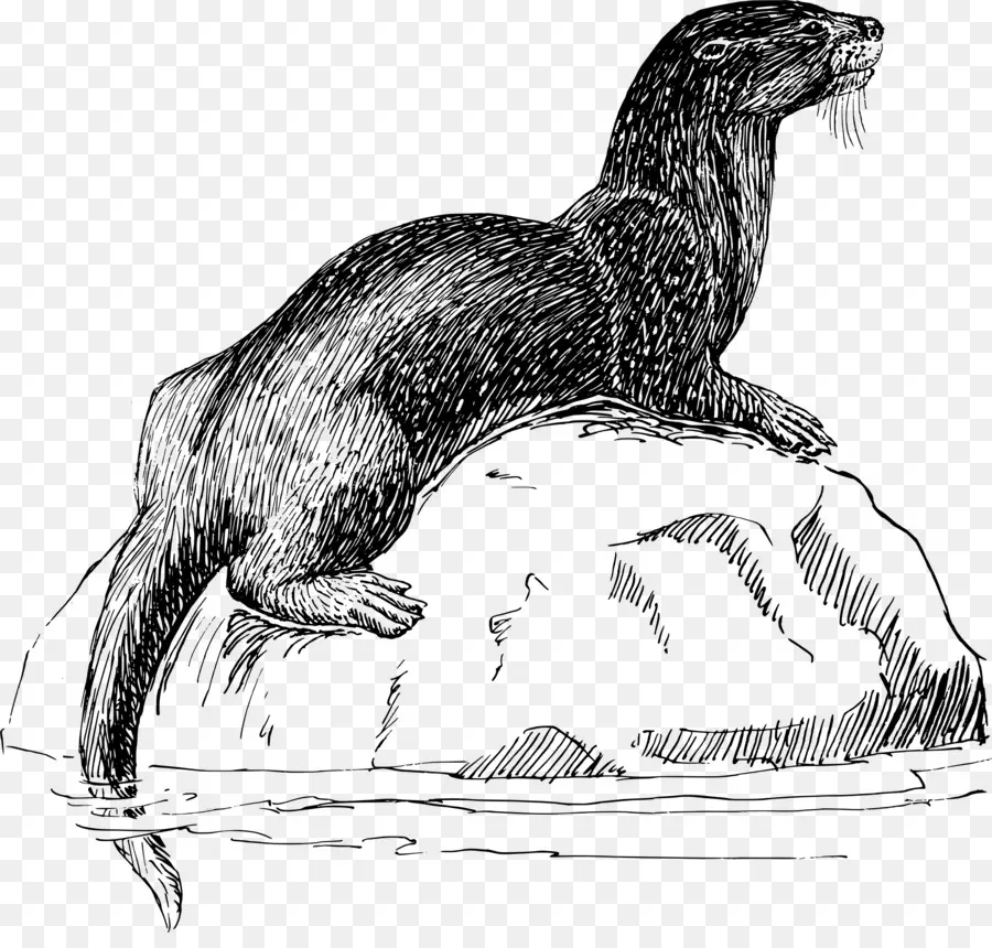 Loutre，Eau PNG