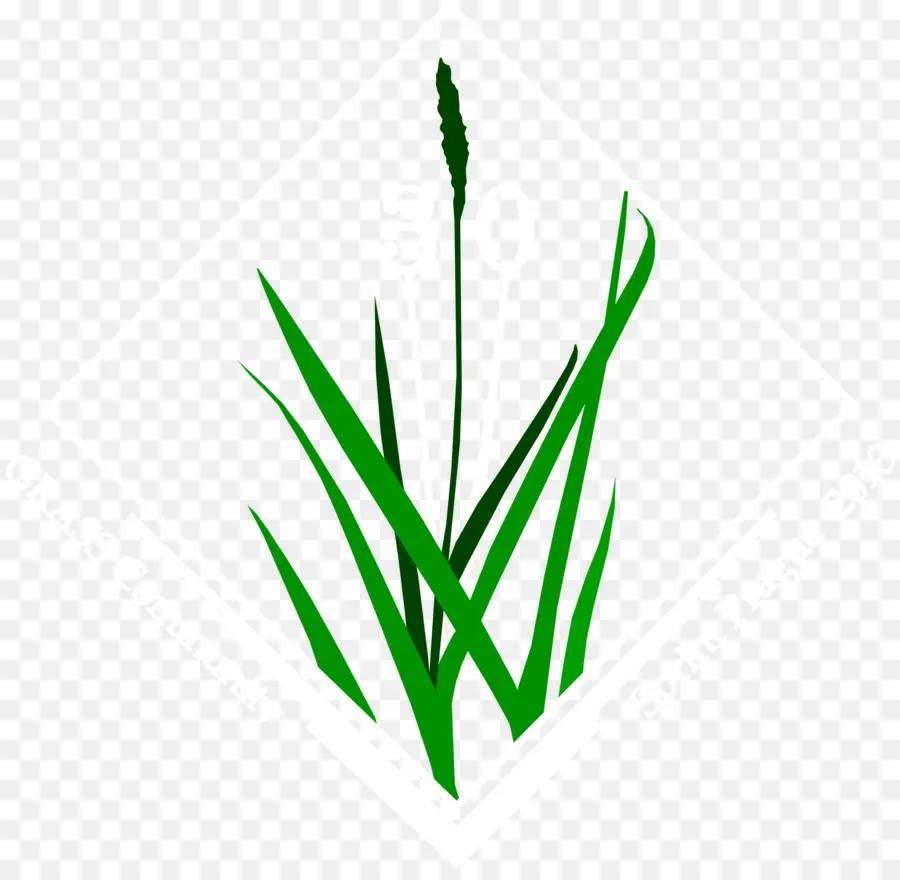 Herbe，Vert PNG