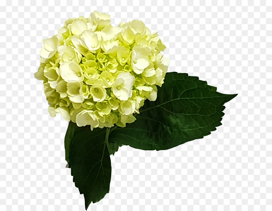 Hortensia，Fleur PNG