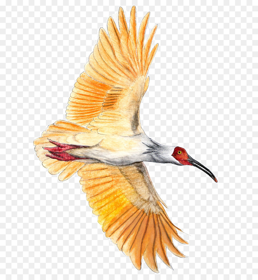 Oiseau Volant，Aviaire PNG