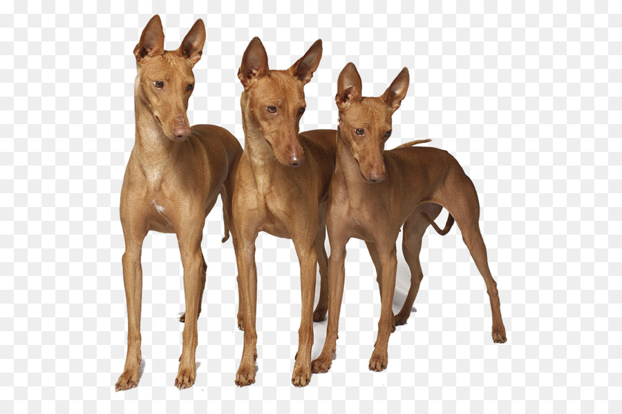 Trois Chiens，Brun PNG