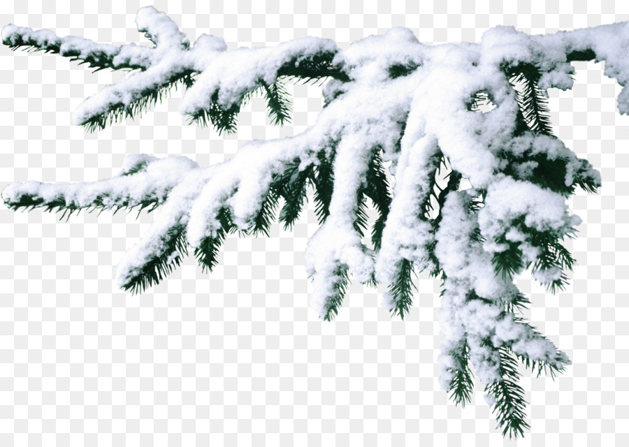 Arbre Couvert De Neige，Hiver PNG