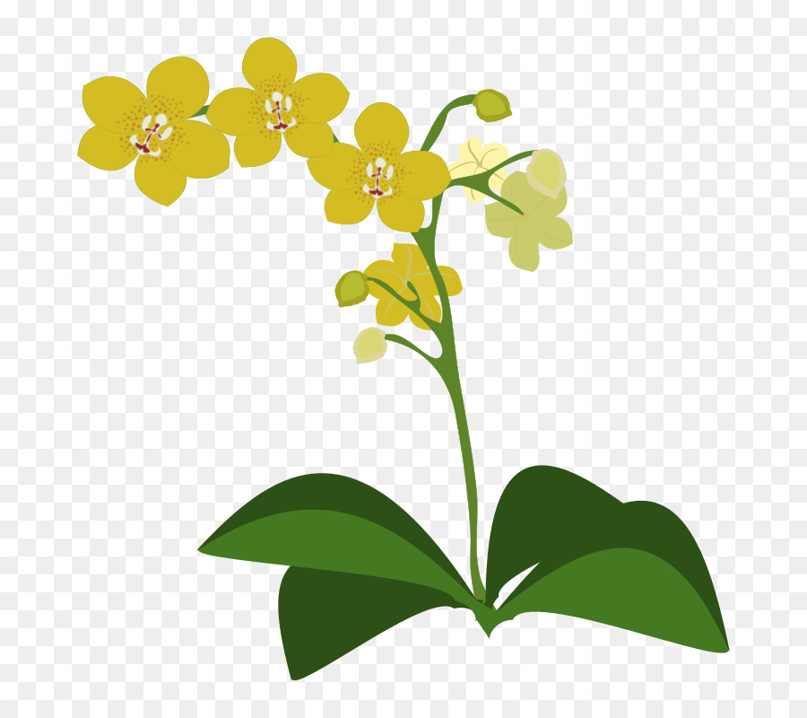 Les Orchidées，Domaine Public PNG