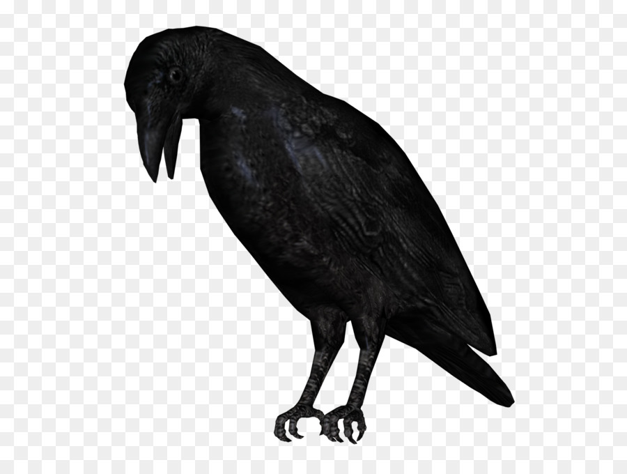 Corbeau Noir，Bec PNG