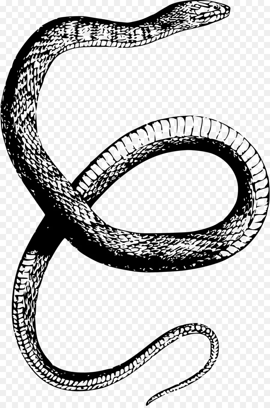 Serpent，Dessin PNG