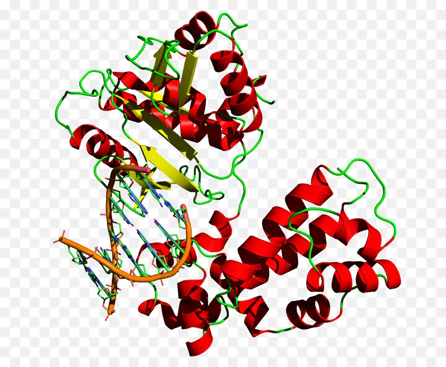 Structure Des Protéines，Molécule PNG