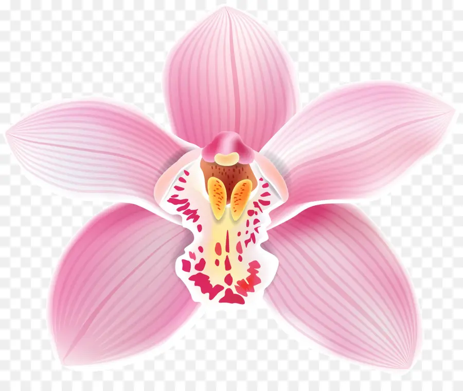 Orchidée，Usine PNG