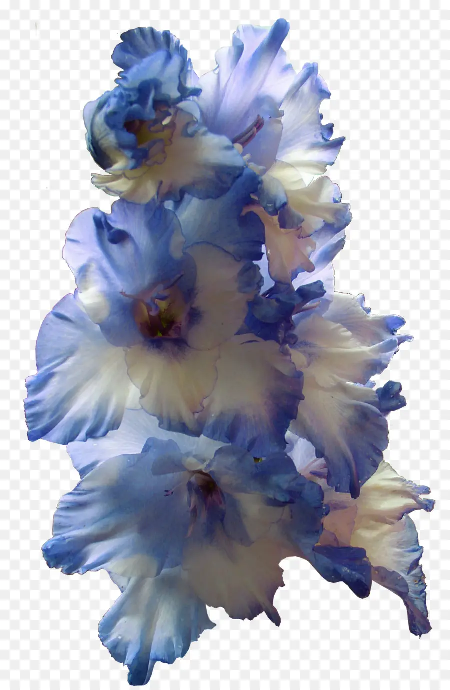 Gladiolus，Fleur PNG