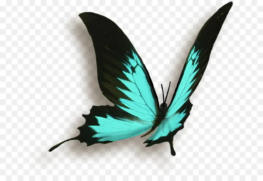 Papillon，Vignette PNG