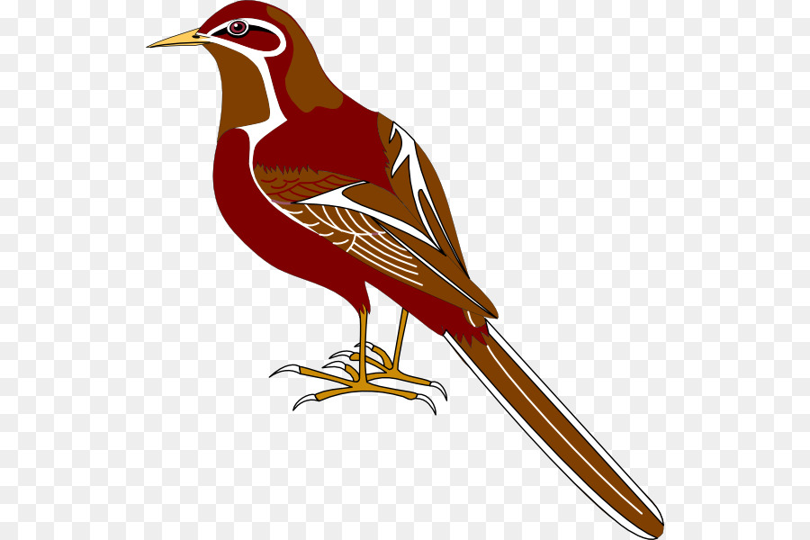 Oiseau，Plumes PNG