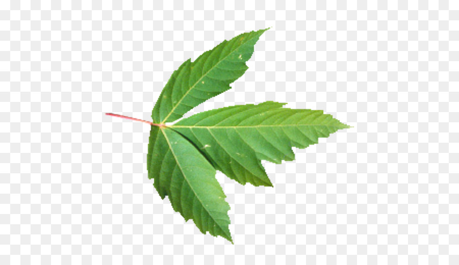 Arbre，Feuille PNG