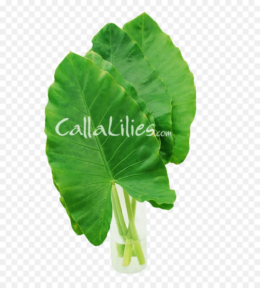 Feuilles Vertes，Lys Calla PNG