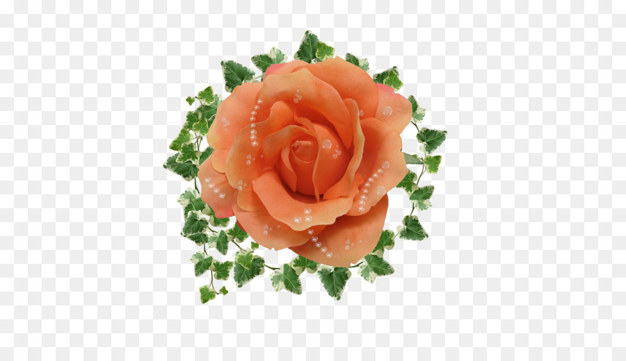 Rose Rose，Feuilles Vertes PNG