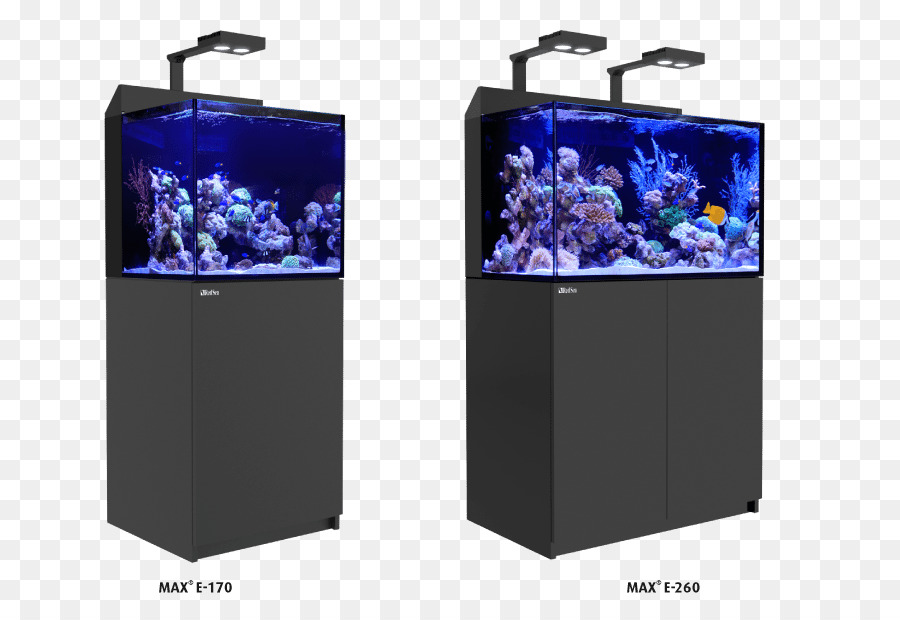 Aquarium Récifal，Le Récif De Corail PNG