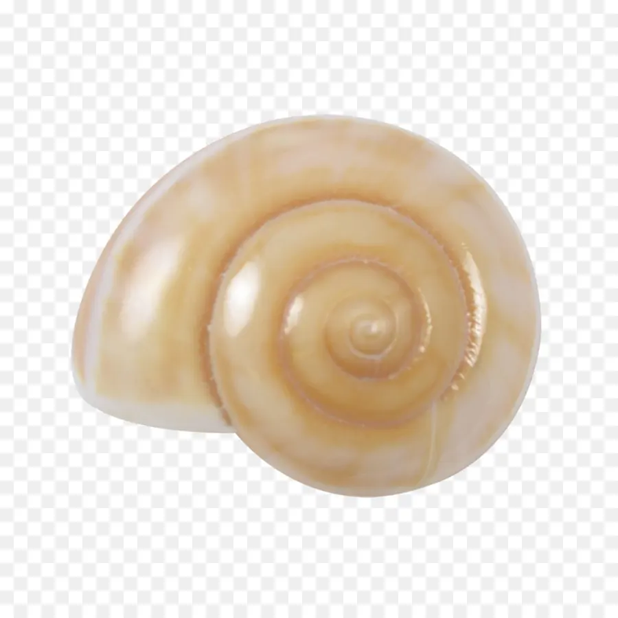 Coquille D'escargot，Coquille PNG