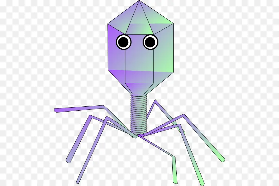 Bactériophage，Virus PNG