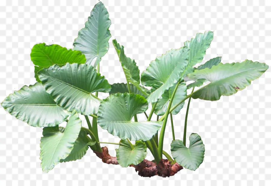 Alocasia Macrorrhizos，Taro PNG