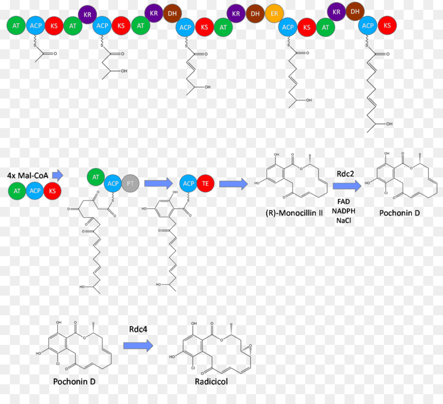 Radicicol，La Biosynthèse De L PNG