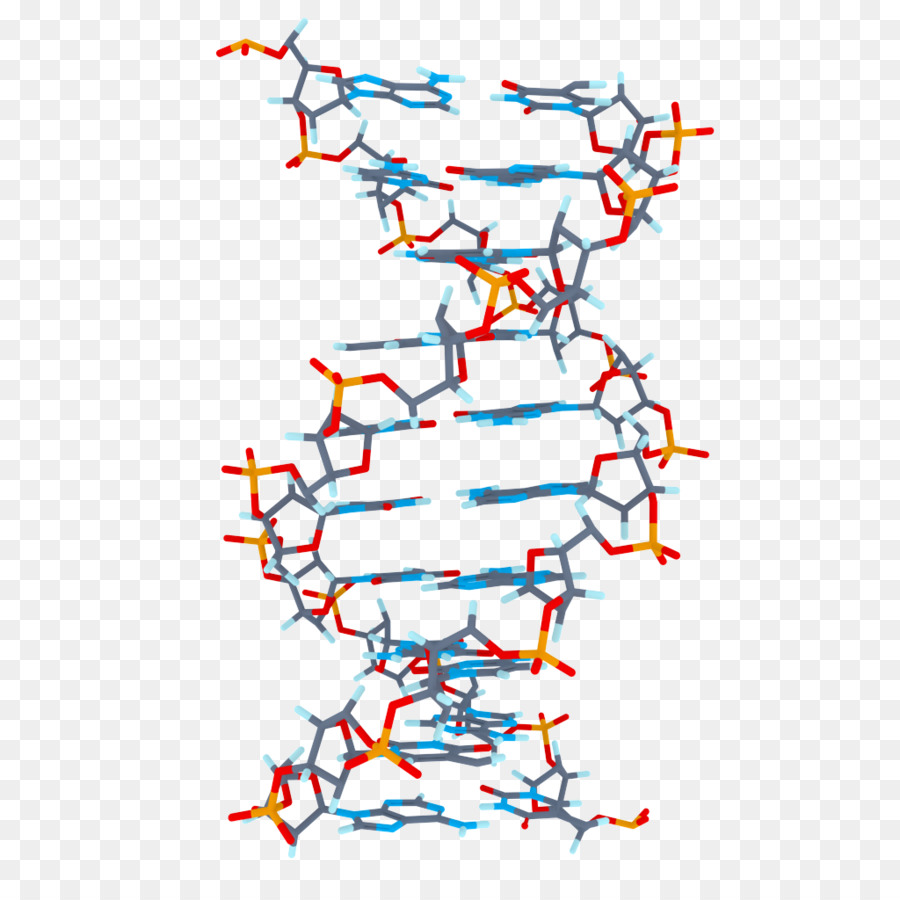 Adn，Molécule PNG