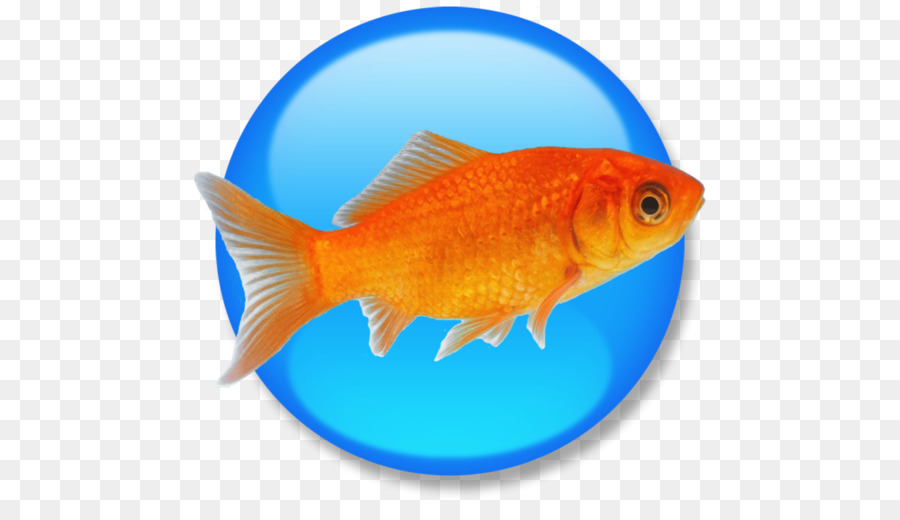 Poisson Rouge，Poissons D Engraissement PNG