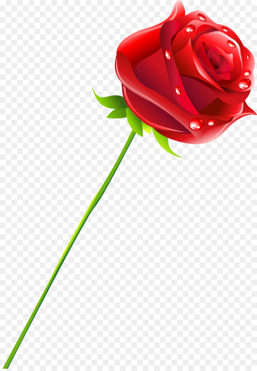 Rose，Rouge PNG