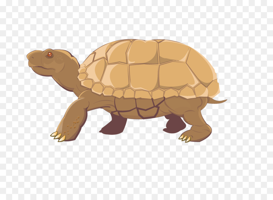 Tortue，Reptile PNG