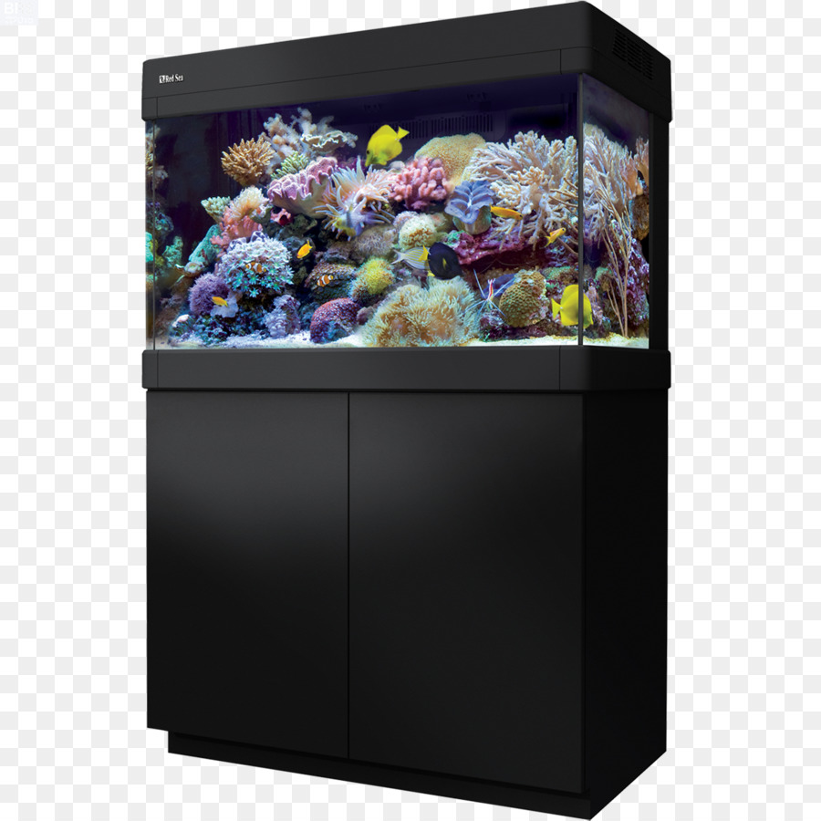 Aquarium，Poisson PNG