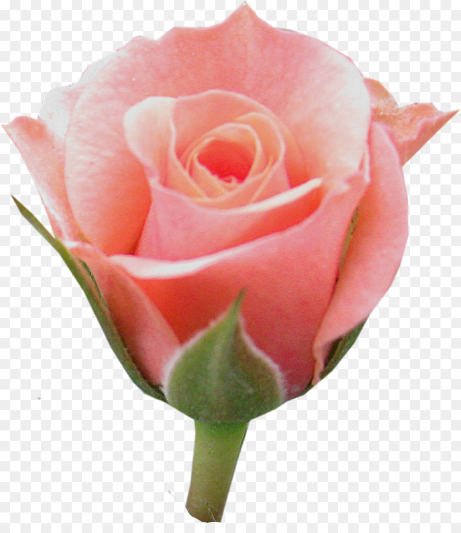 Rose Rouge，Floraison PNG