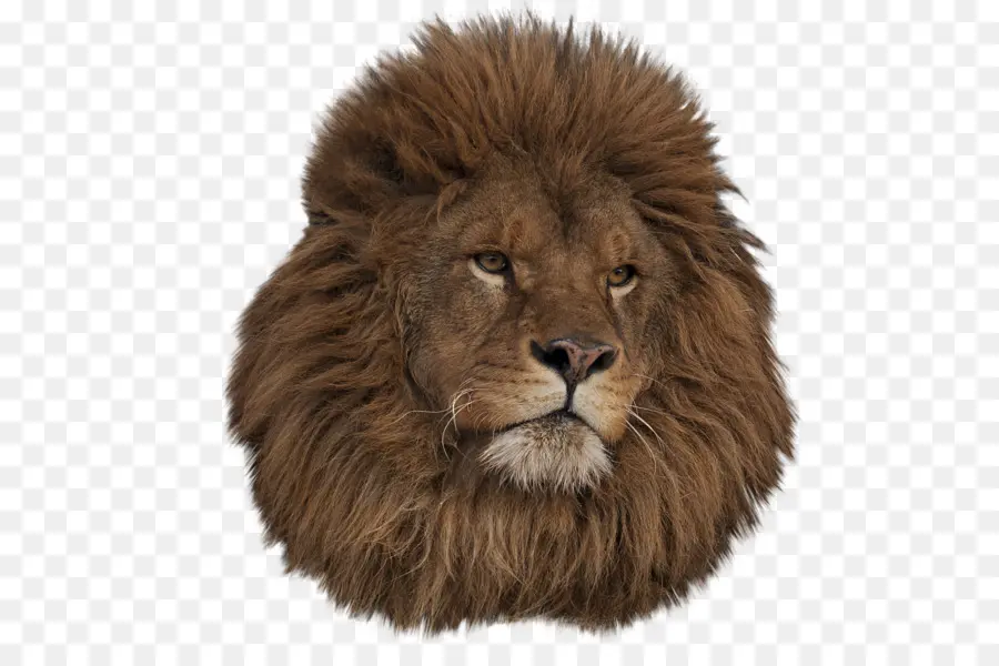 Lion D'afrique De L'est，Rampe PNG