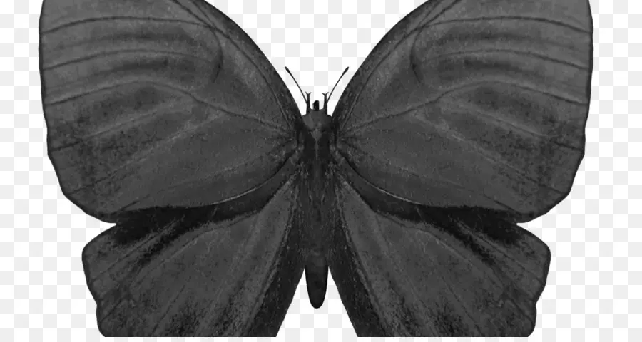 Papillon Noir，Ailes PNG