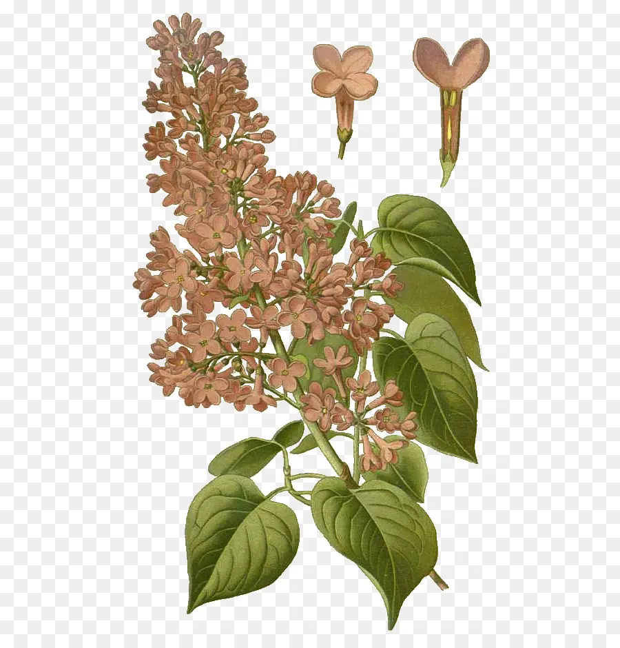 Fleur De Lilas，Fleur PNG