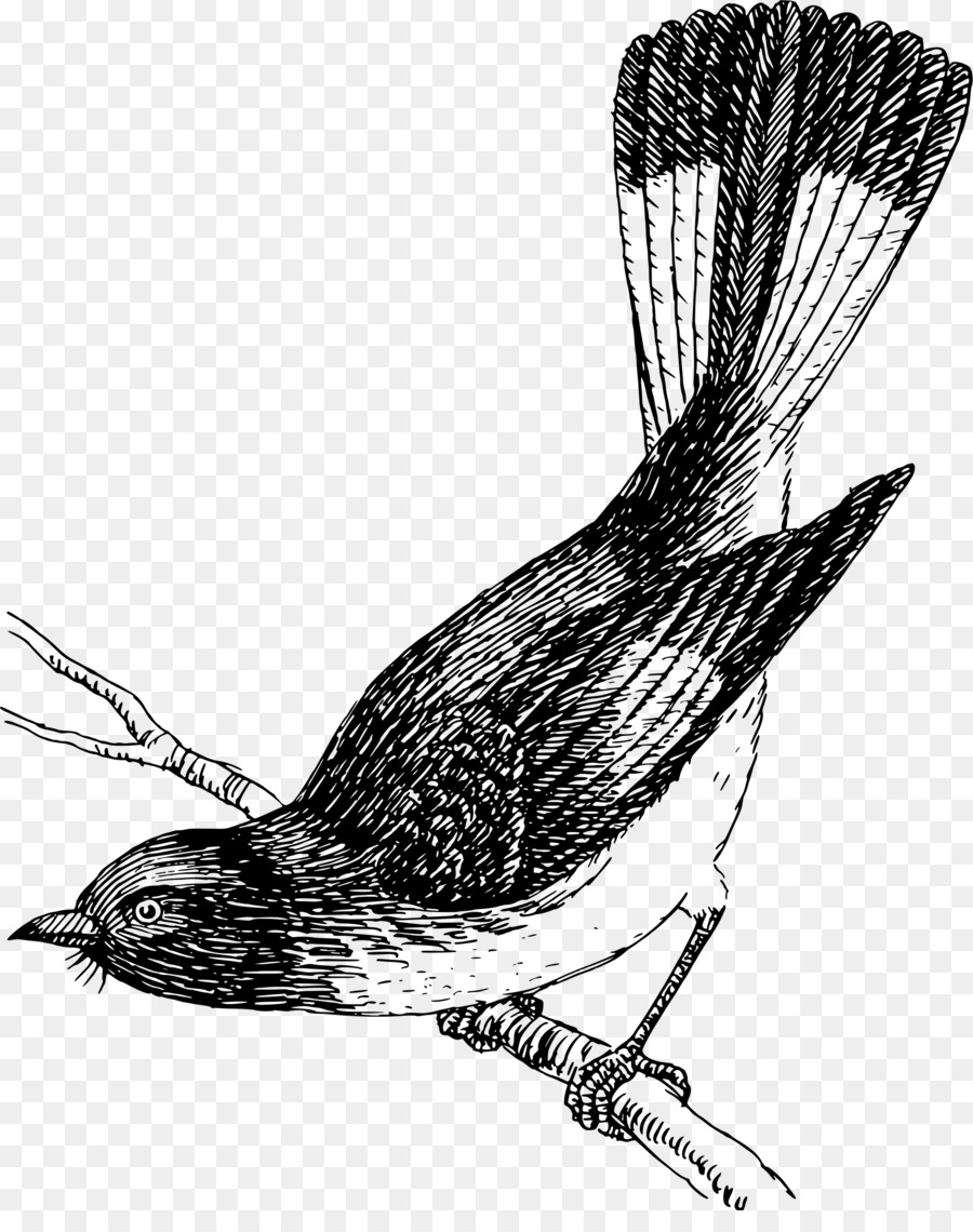 Dessin D'oiseau，Noir Et Blanc PNG