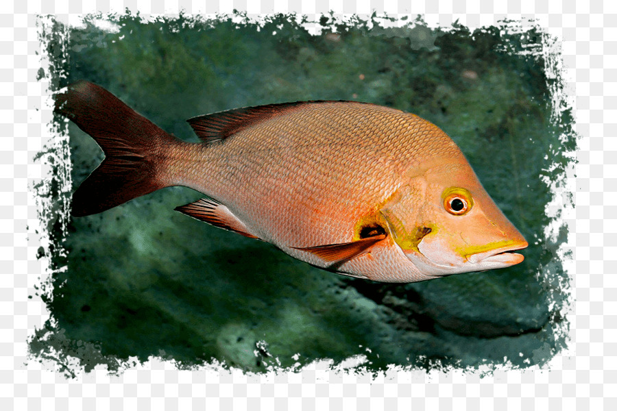 Les Poissons，Requin PNG