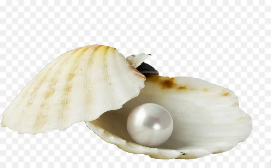 Perle，Coquille PNG