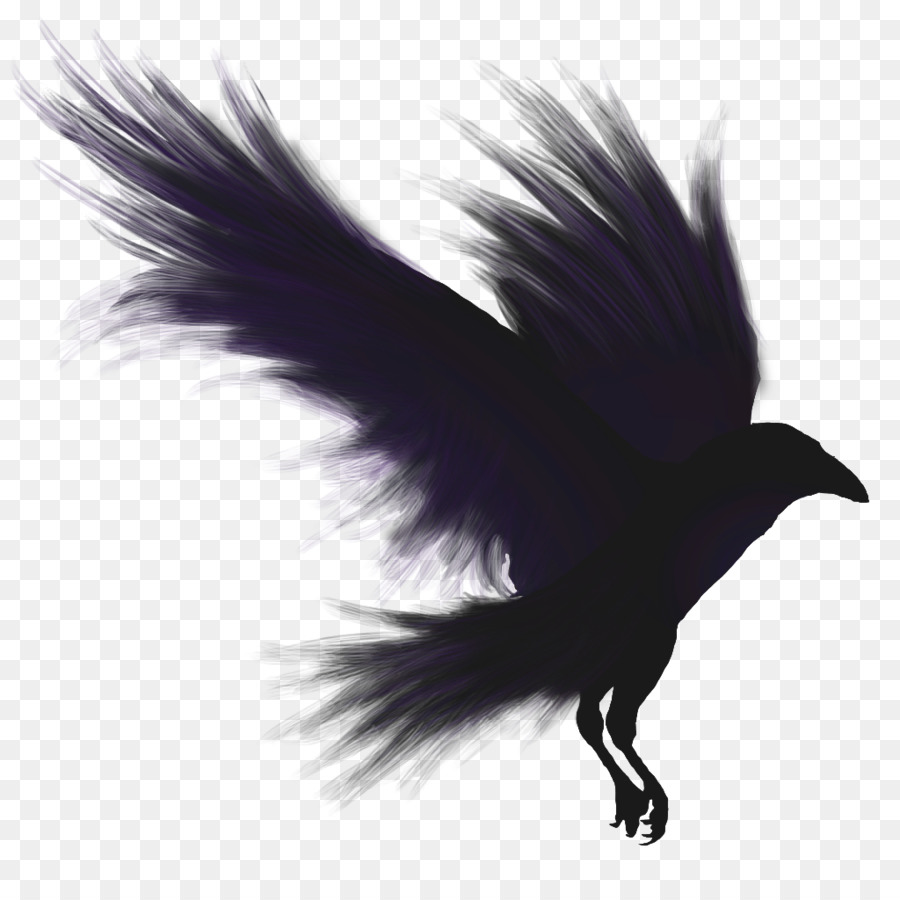 Oiseau Vol Le Grand Corbeau Png Oiseau Vol Le Grand Corbeau Transparentes Png Gratuit