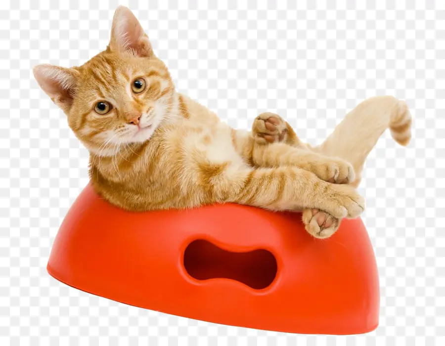 Chat，Orange PNG