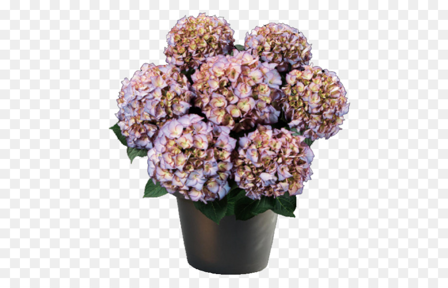 Français Hortensia，Hydrangée Paniculée PNG