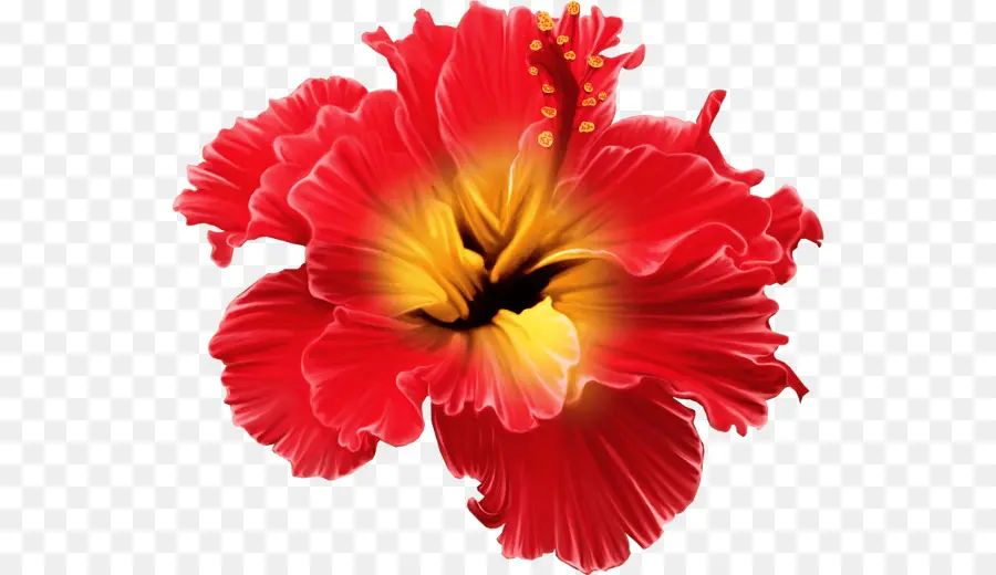 Fleur，Tropiques PNG