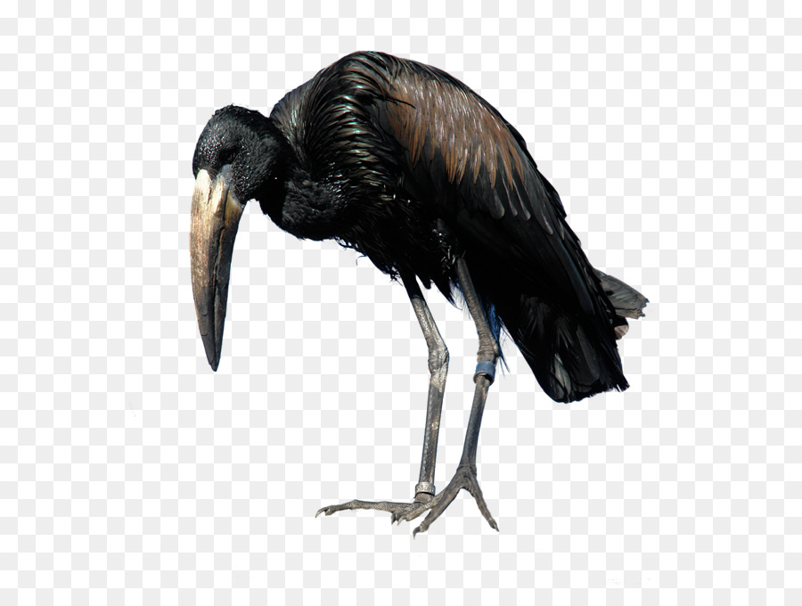 Oiseau，Plumes PNG