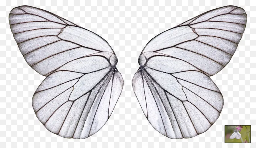 Ailes De Papillon，Ailes PNG