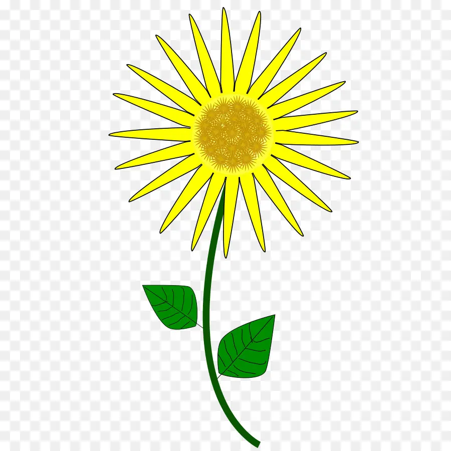 Animation，Tournesol Commun PNG