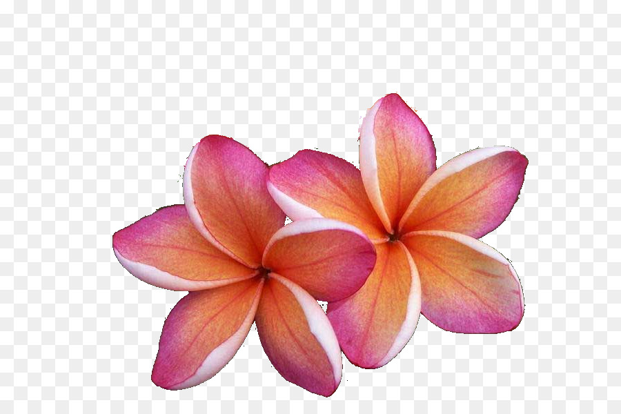 Kauai, Cette, La Flore PNG - Kauai, Cette, La Flore transparentes | PNG  gratuit