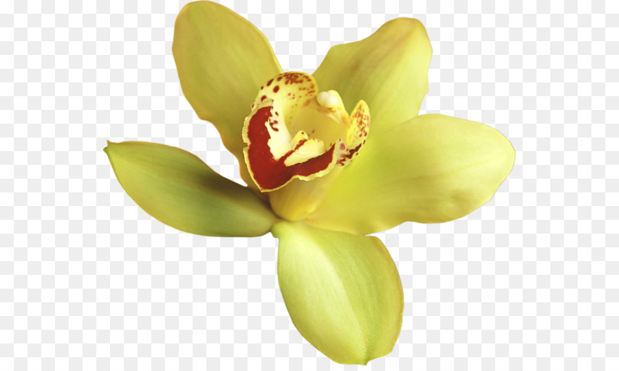 Orchidée，Usine PNG