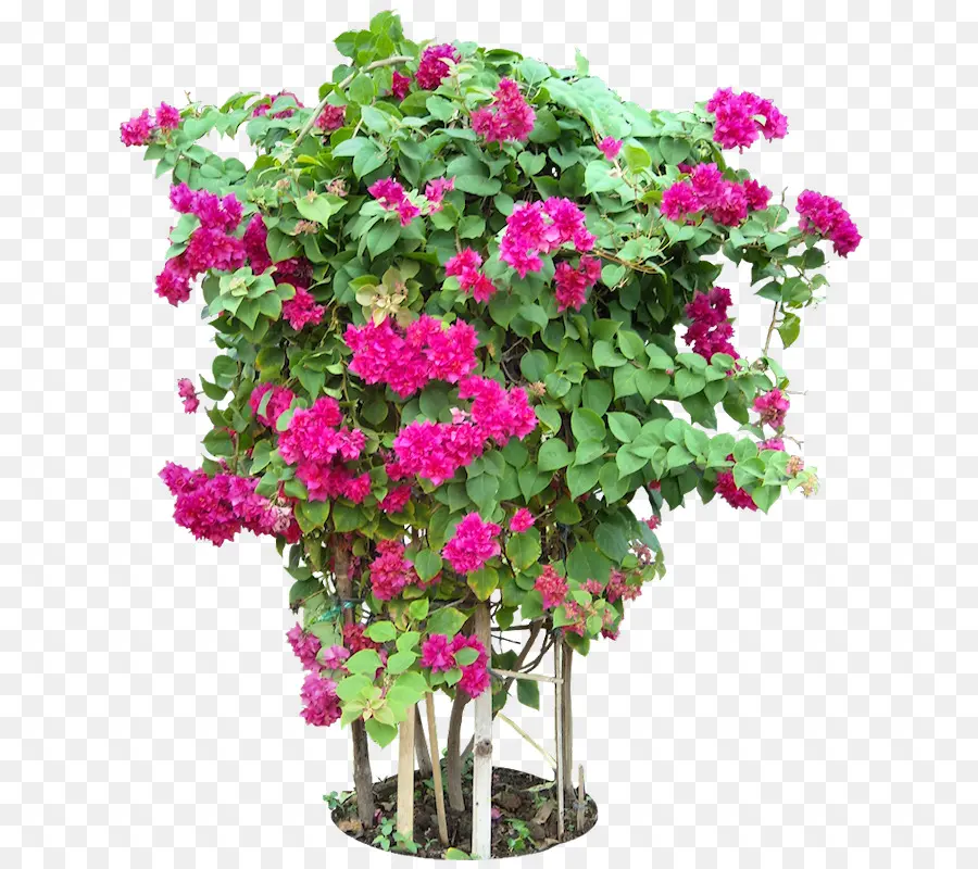 Plante De Bougainvilliers，Bougainvillier PNG