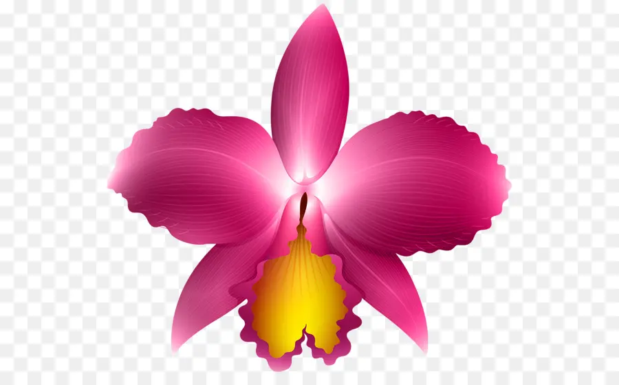 Des Orchidées Cattleya，Brassavola PNG