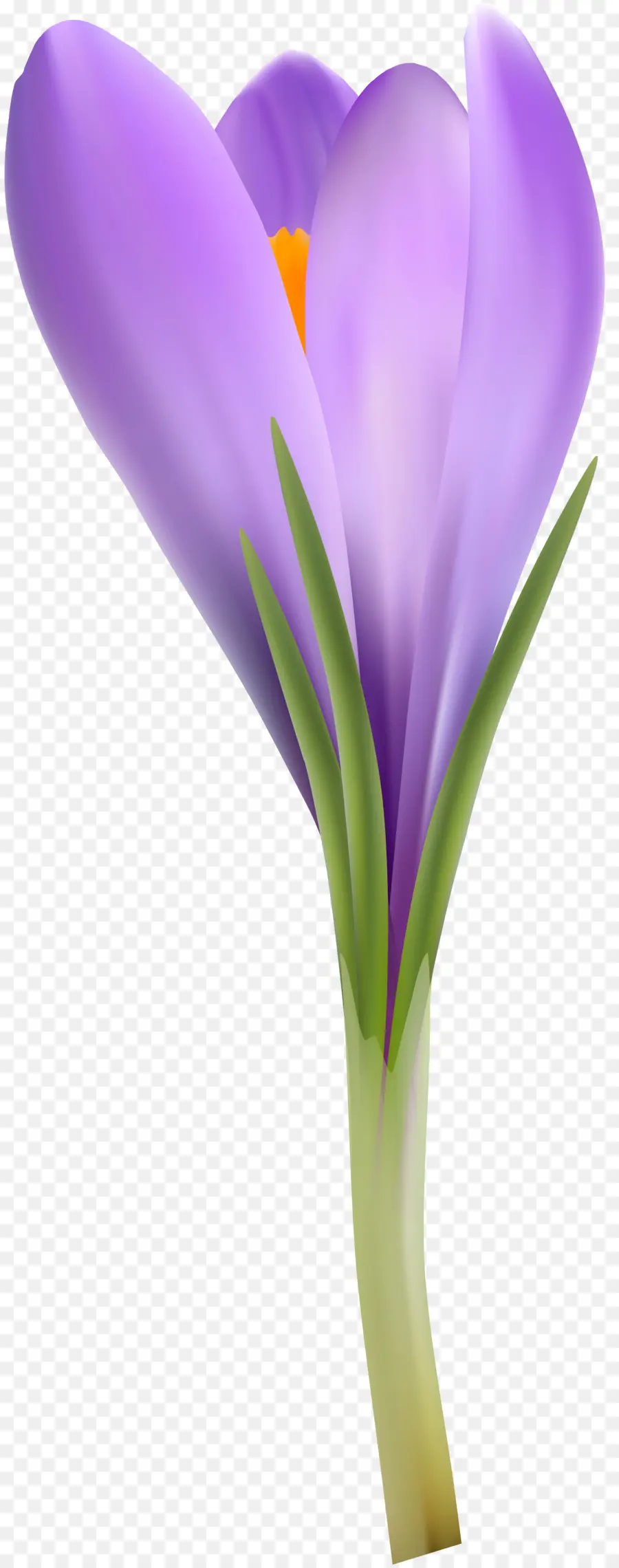 Fleur De Crocus，Violet PNG