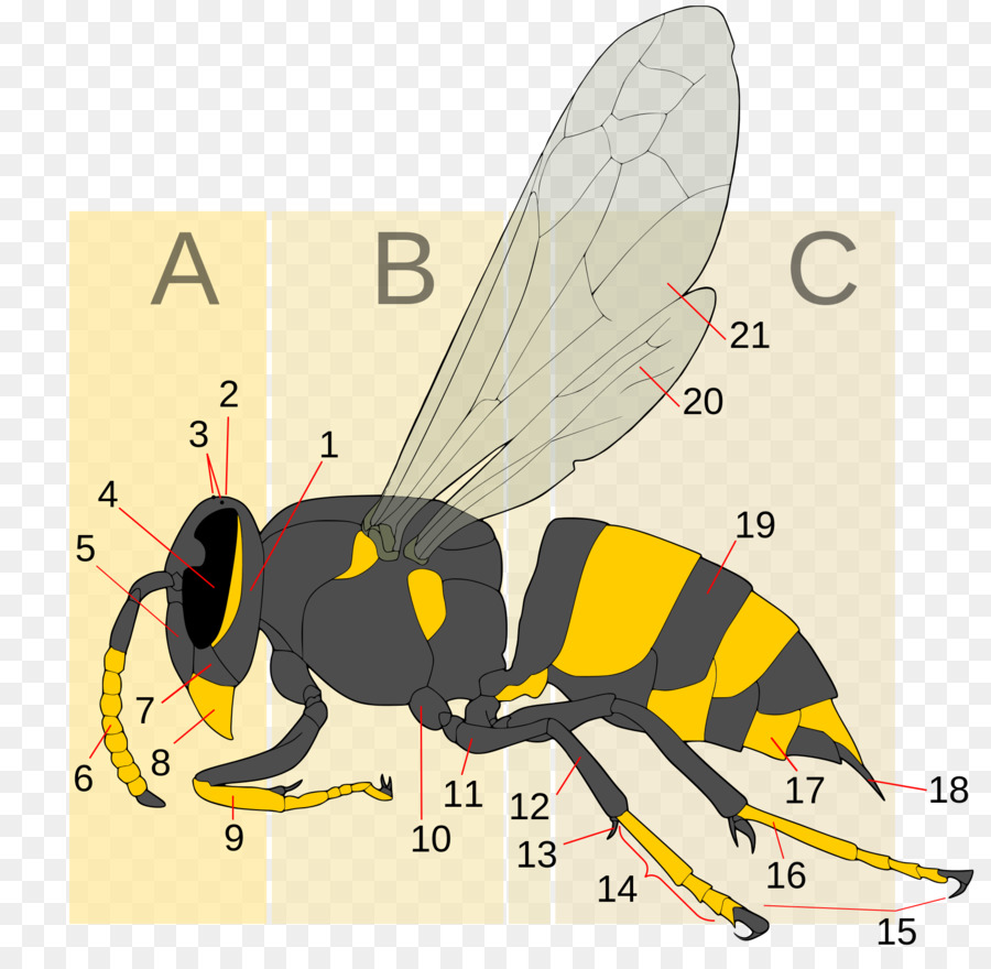 Frelon，Abeille PNG