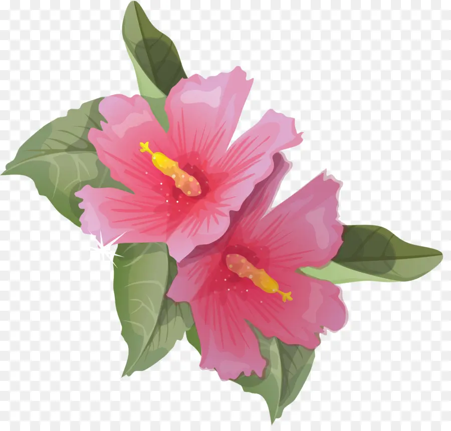 Commune D Hibiscus，Fleur PNG